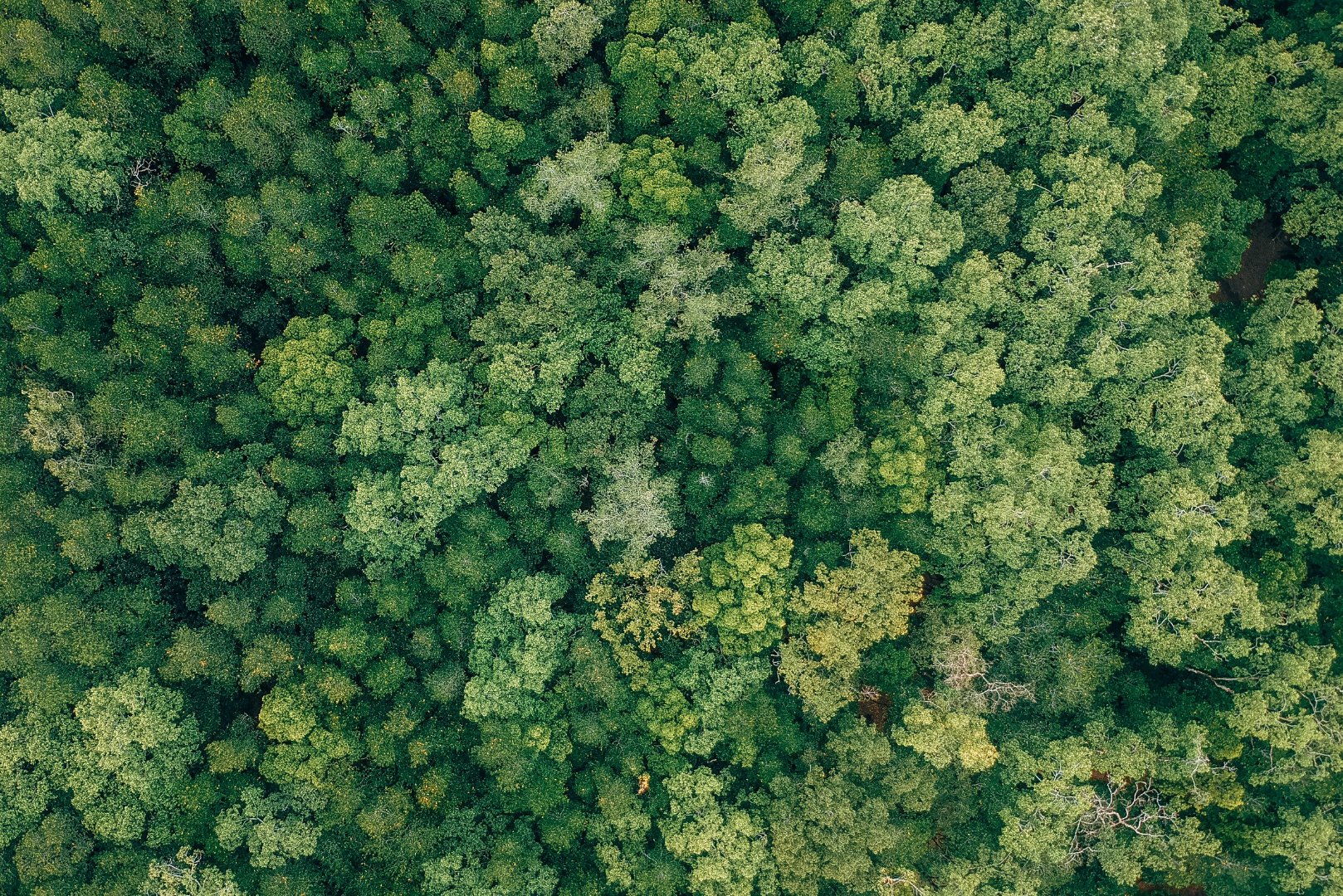 TreeTopView